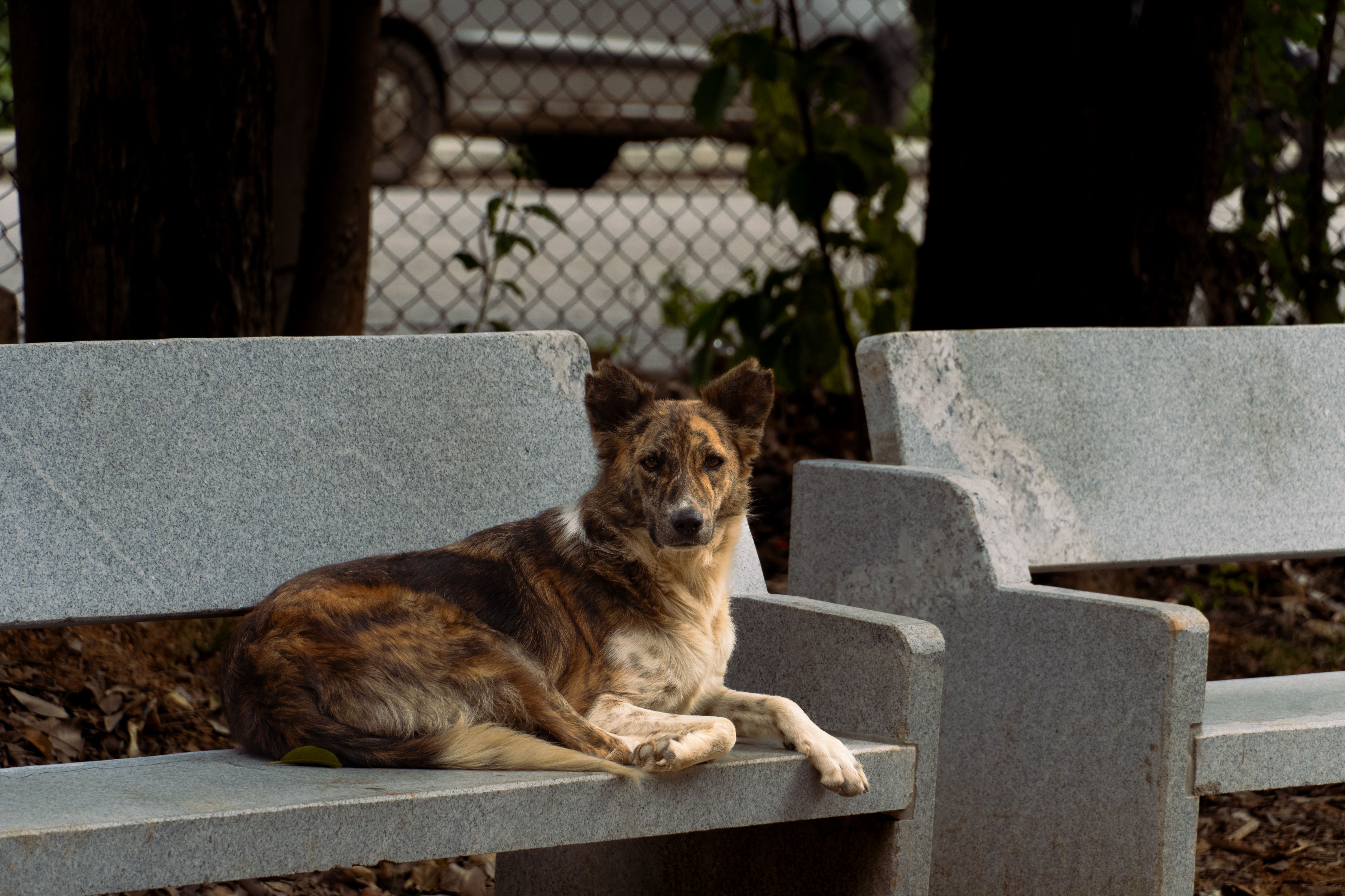 Bengaluru: BBMP North zone begins drive to manage stray dogs