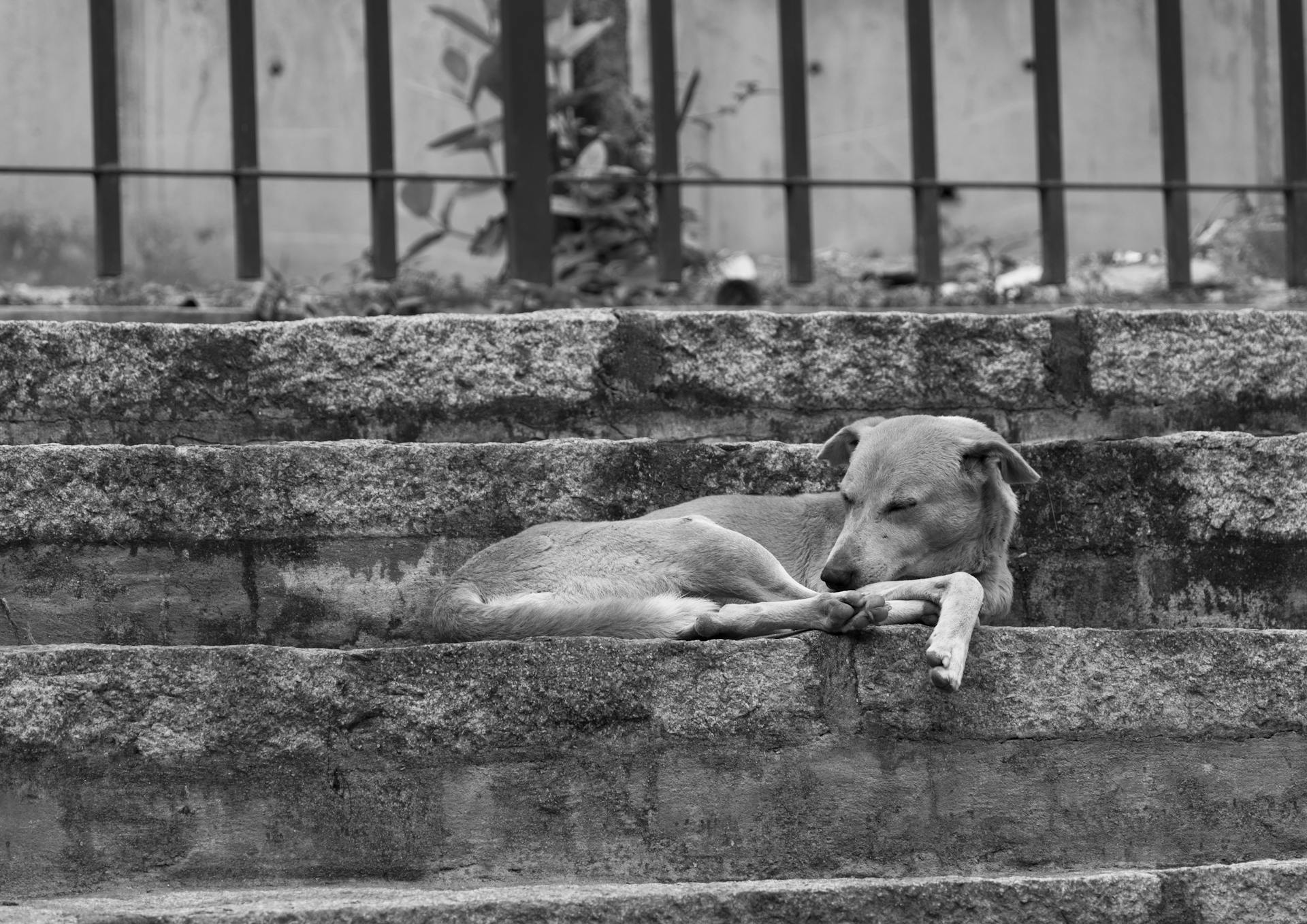 A serene black and white photo of a stray dog resting on stone steps in Bengaluru, India.