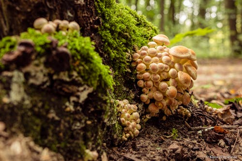 버섯, 숲, 자연의 무료 스톡 사진