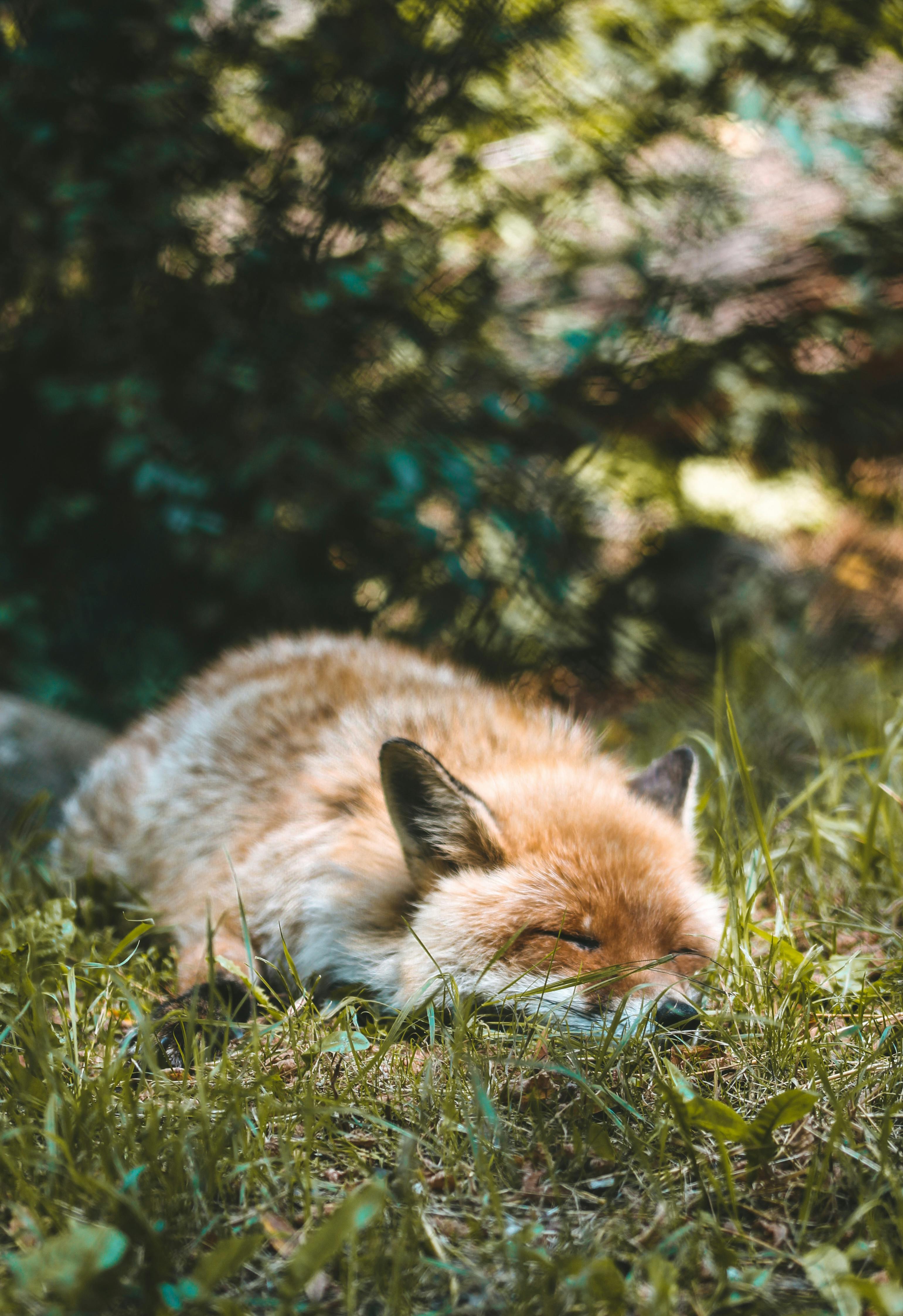 resting red fox in forest setting