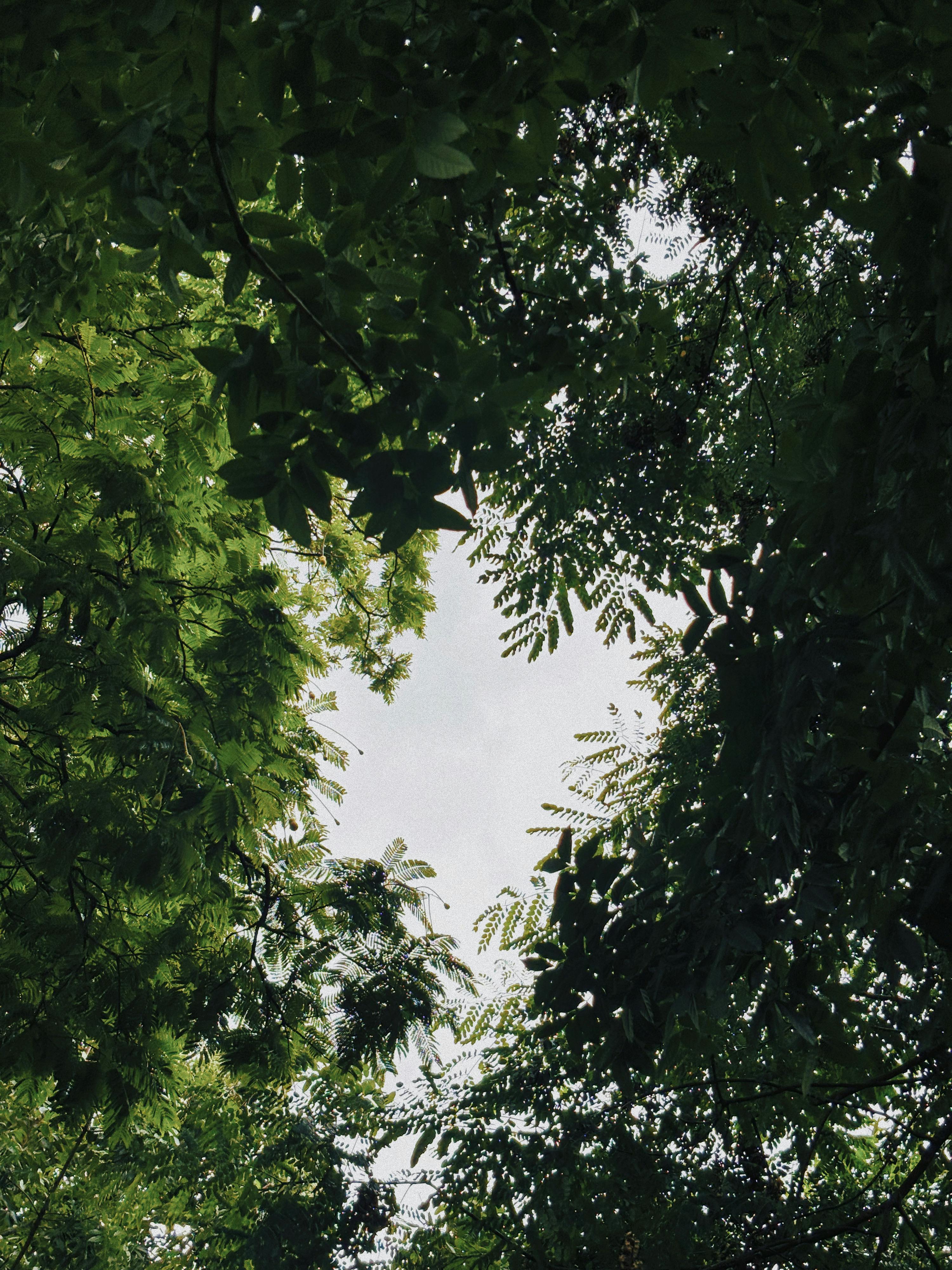 tranquil view of lush greenery in indonesian forest