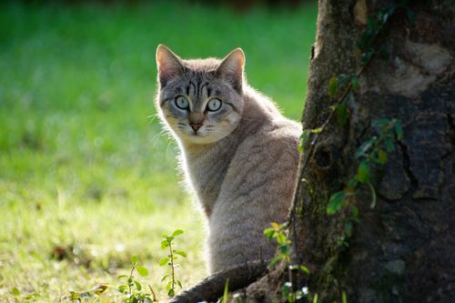Free Gray tabby cat looking alertly from behind a tree in a sunny garden. Stock Photo