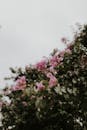 Blossoming Bougainvillea Against Cloudy Sky