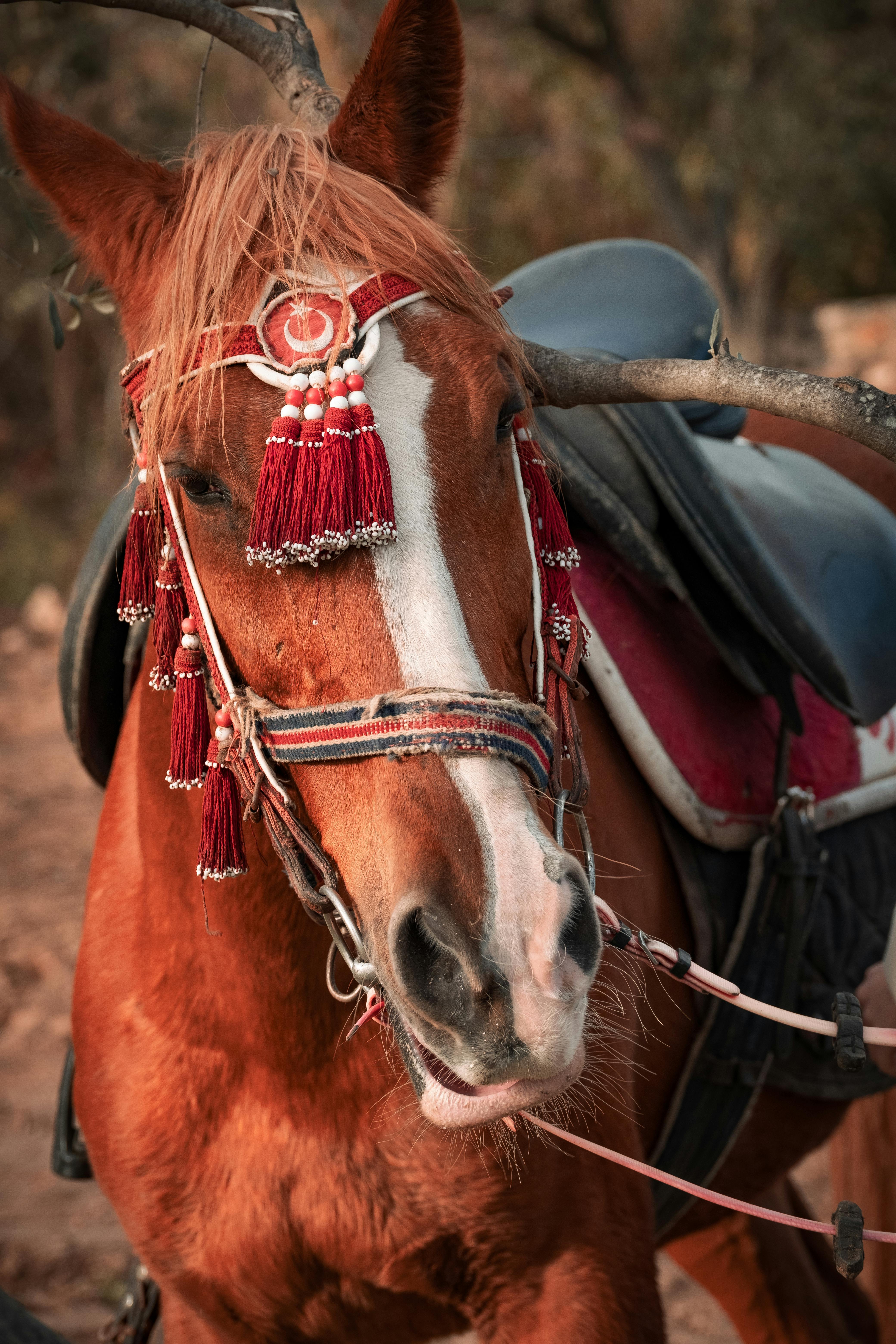 A close-up of a brown horse adorned with traditional red tassels and a saddle outdoors.