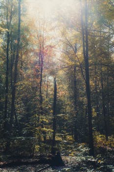 Sunlit autumn forest with vibrant foliage in Helsingborg, Sweden.