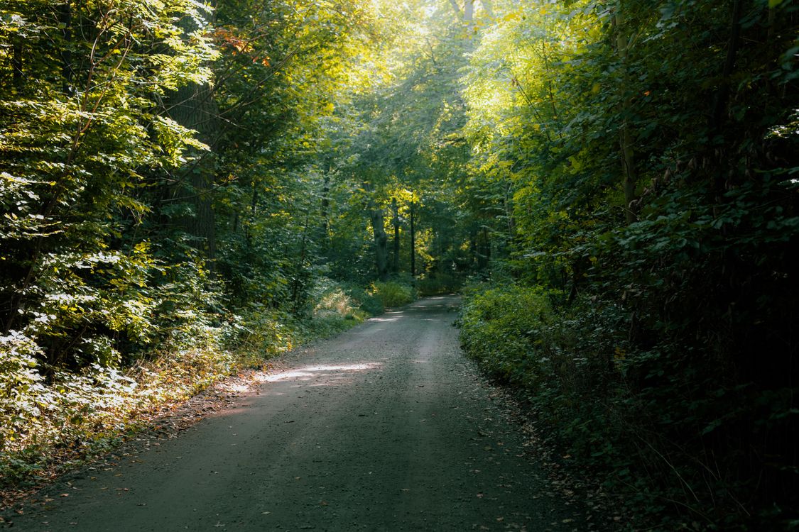 Serene Forest Path In Helsingborg Sweden Free Stock Photo serene-forest-path-in-helsingborg-sweden-free-stock-photo