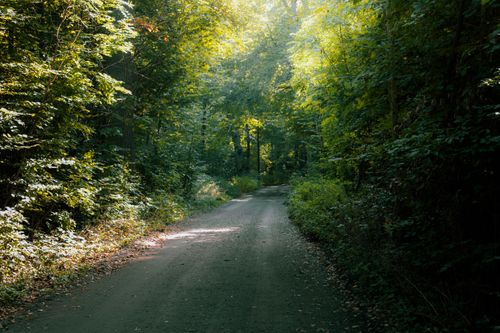 Free Tranquil forest path surrounded by lush greenery in Helsingborg, Sweden. Stock Photo