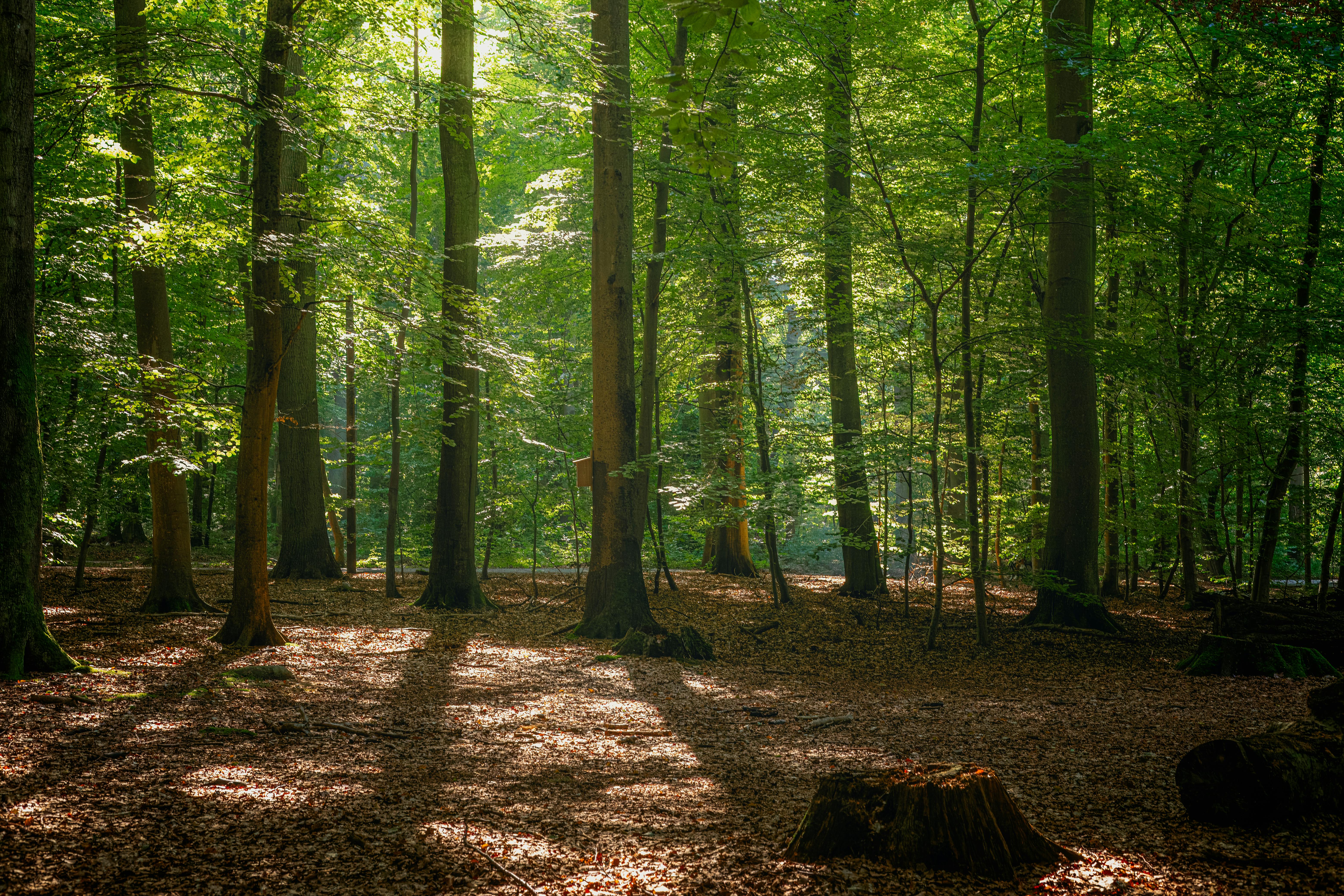 Peaceful forest scene with sunlight filtering through trees in Helsingborg.