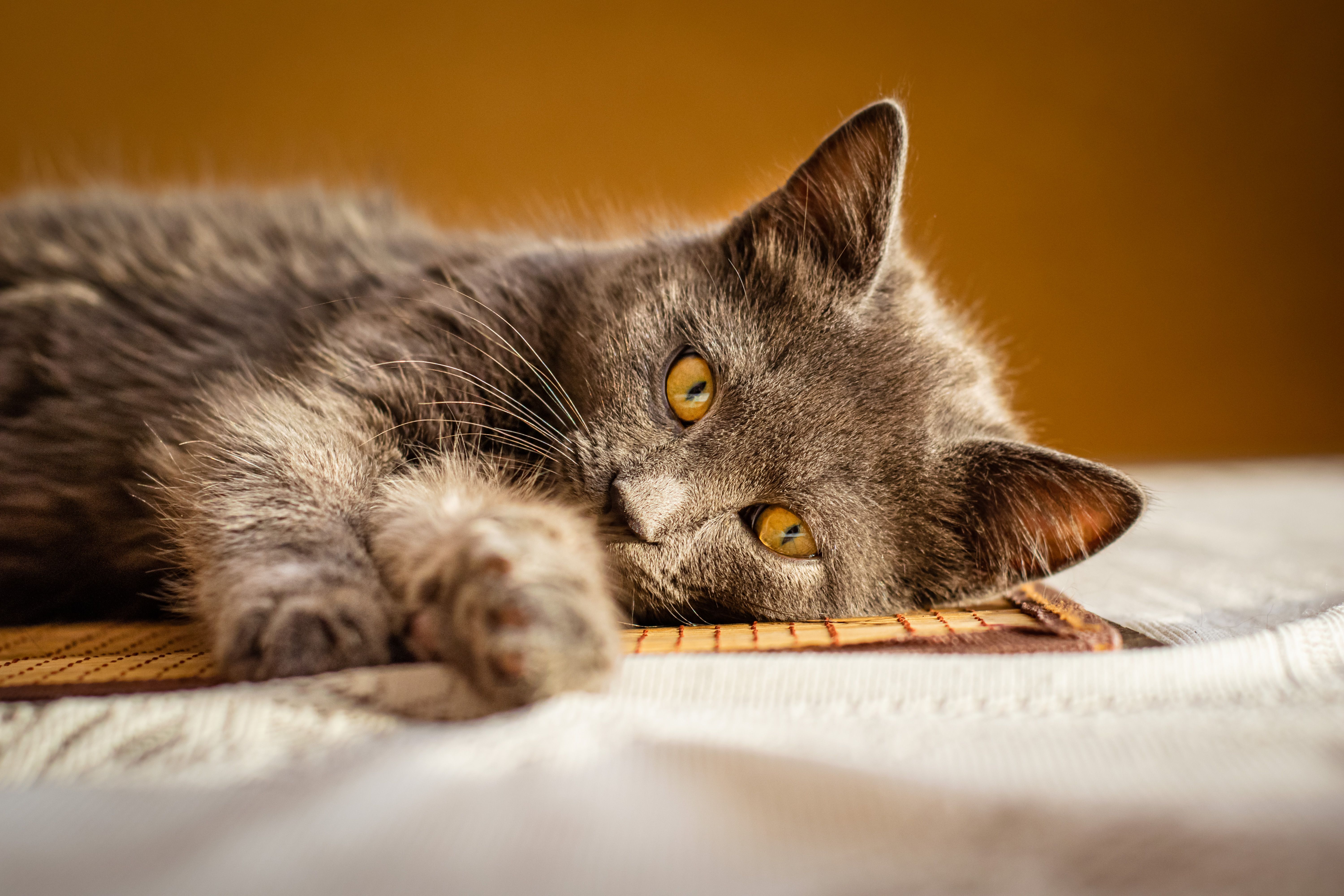 Cute cat