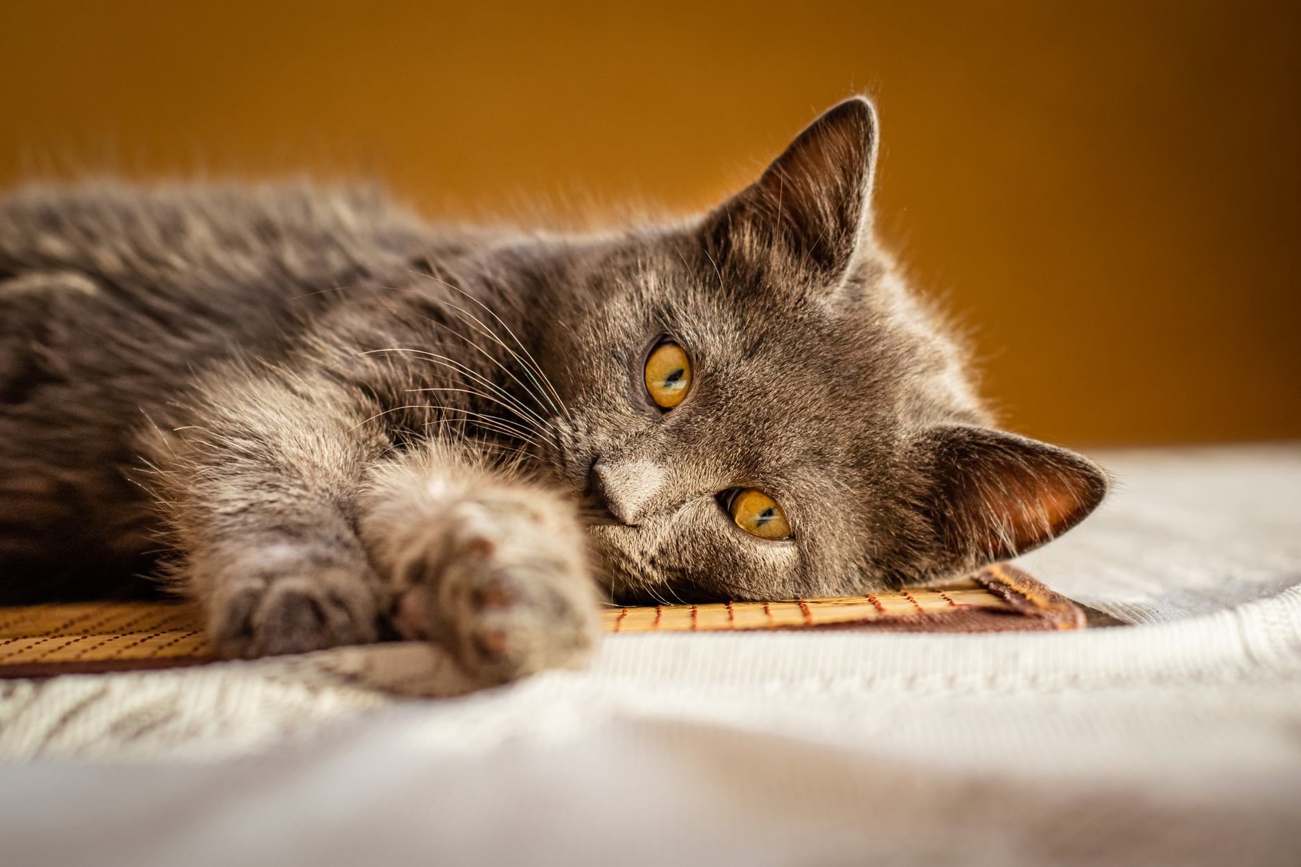 Chartreux