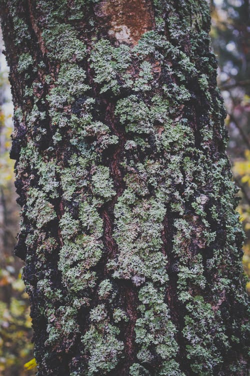 Free stock photo of forest, nature, tree