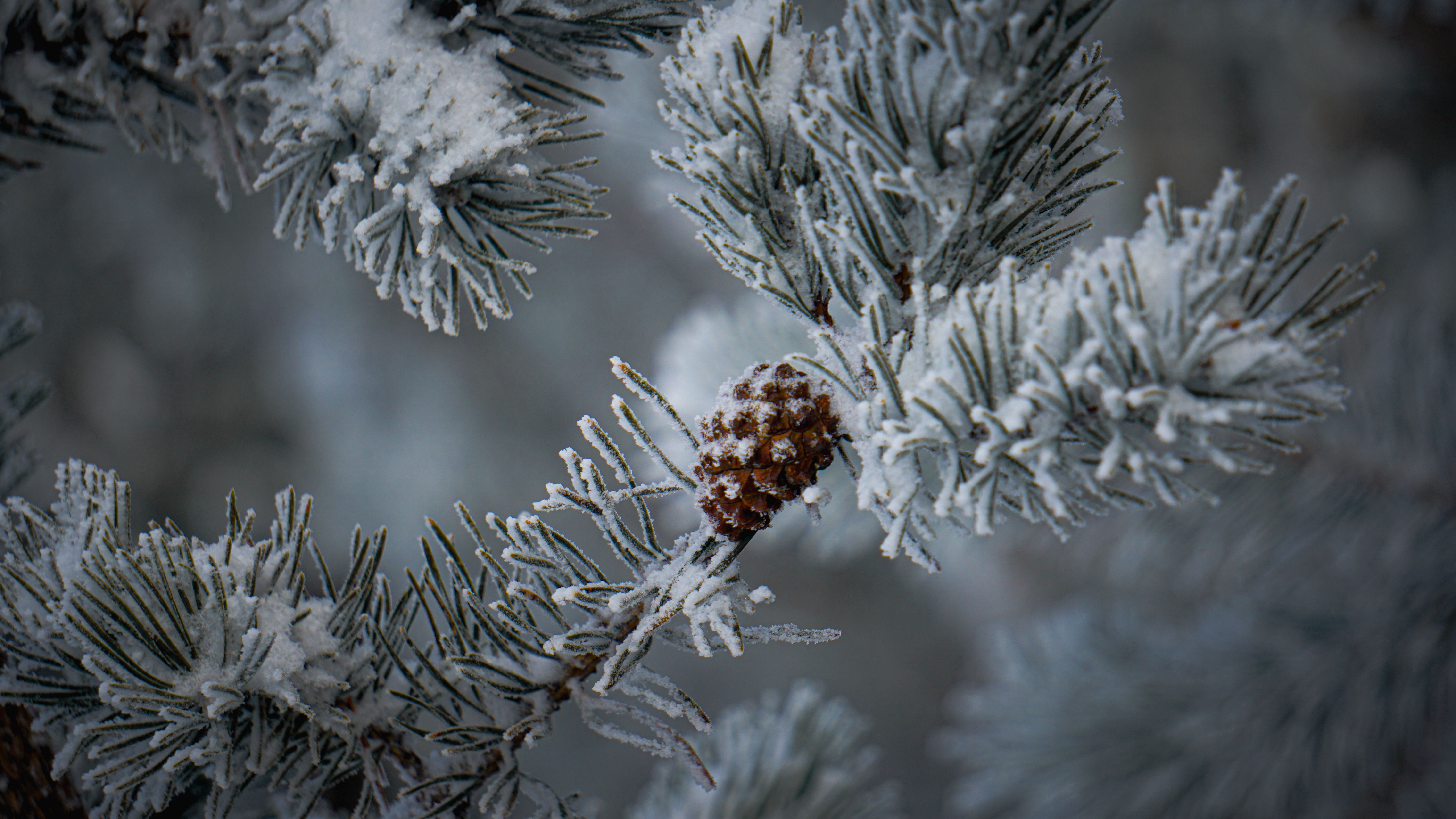 Frost-covered Pine Branch with Pine Cone in Winter · Free Stock Photo
