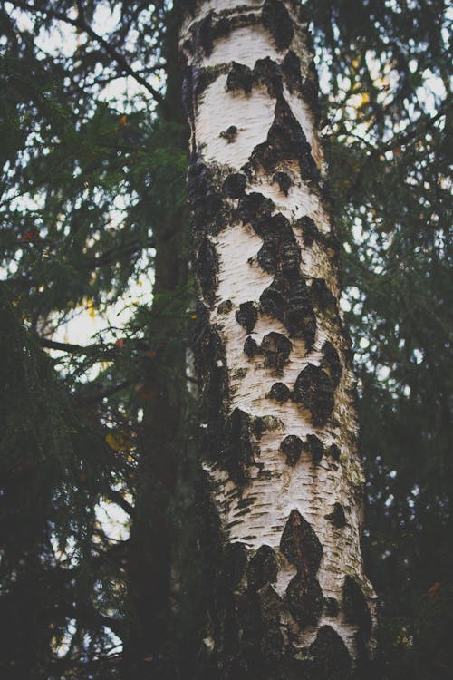 Free stock photo of forest, nature, tree bark