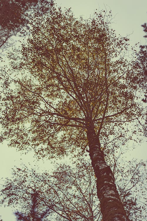 Základová fotografie zdarma na téma fotografie z nízkého úhlu, kmen, kmen stromu