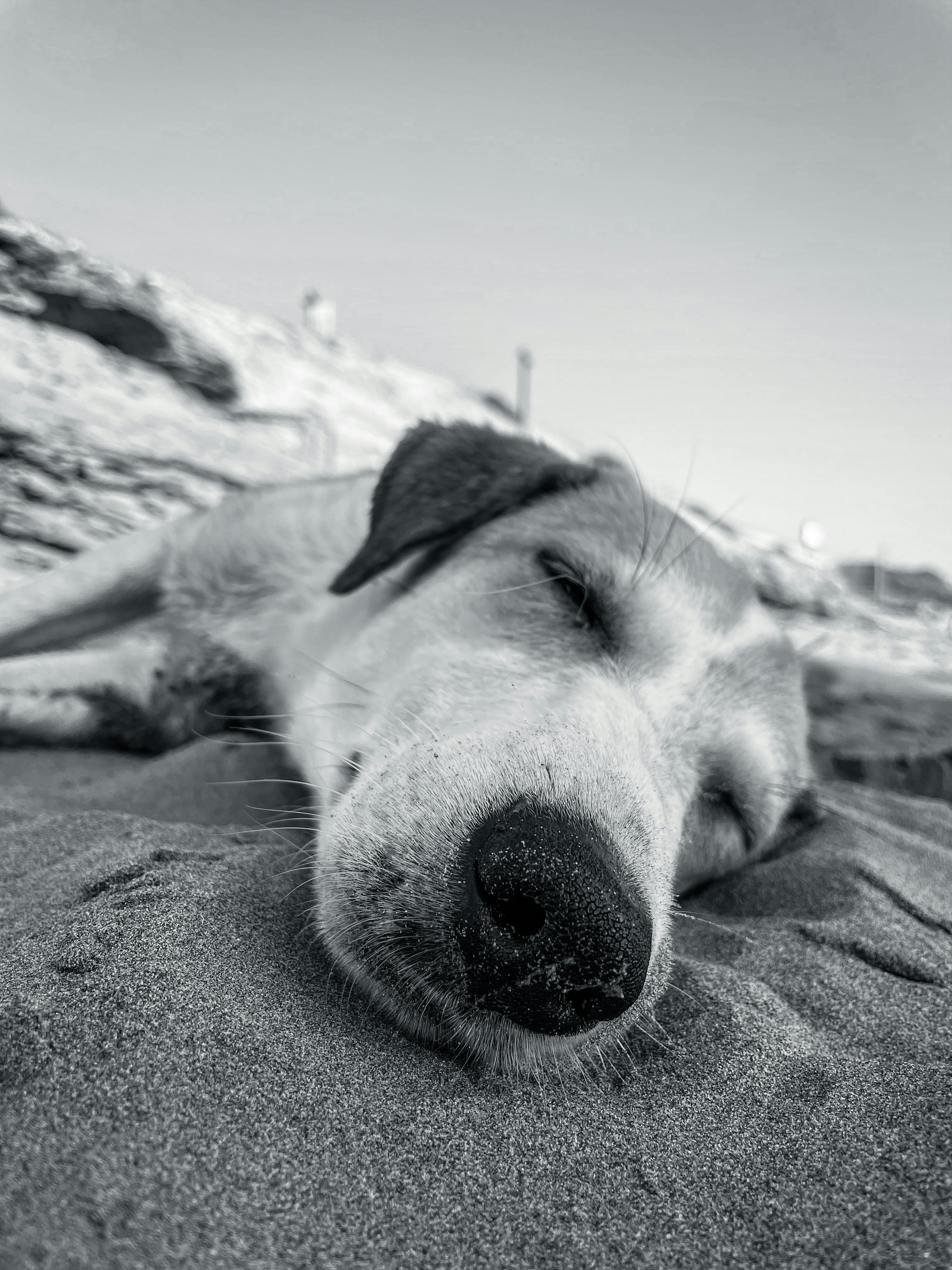 sleeping dog on sandy beach in tamraght morocco