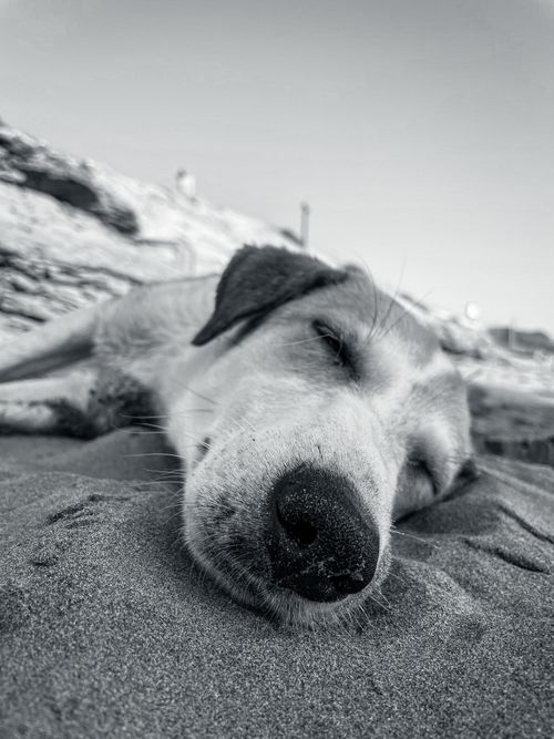 Free A peaceful dog sleeping on a sandy beach in Tamraght, Morocco, capturing a serene moment. Stock Photo