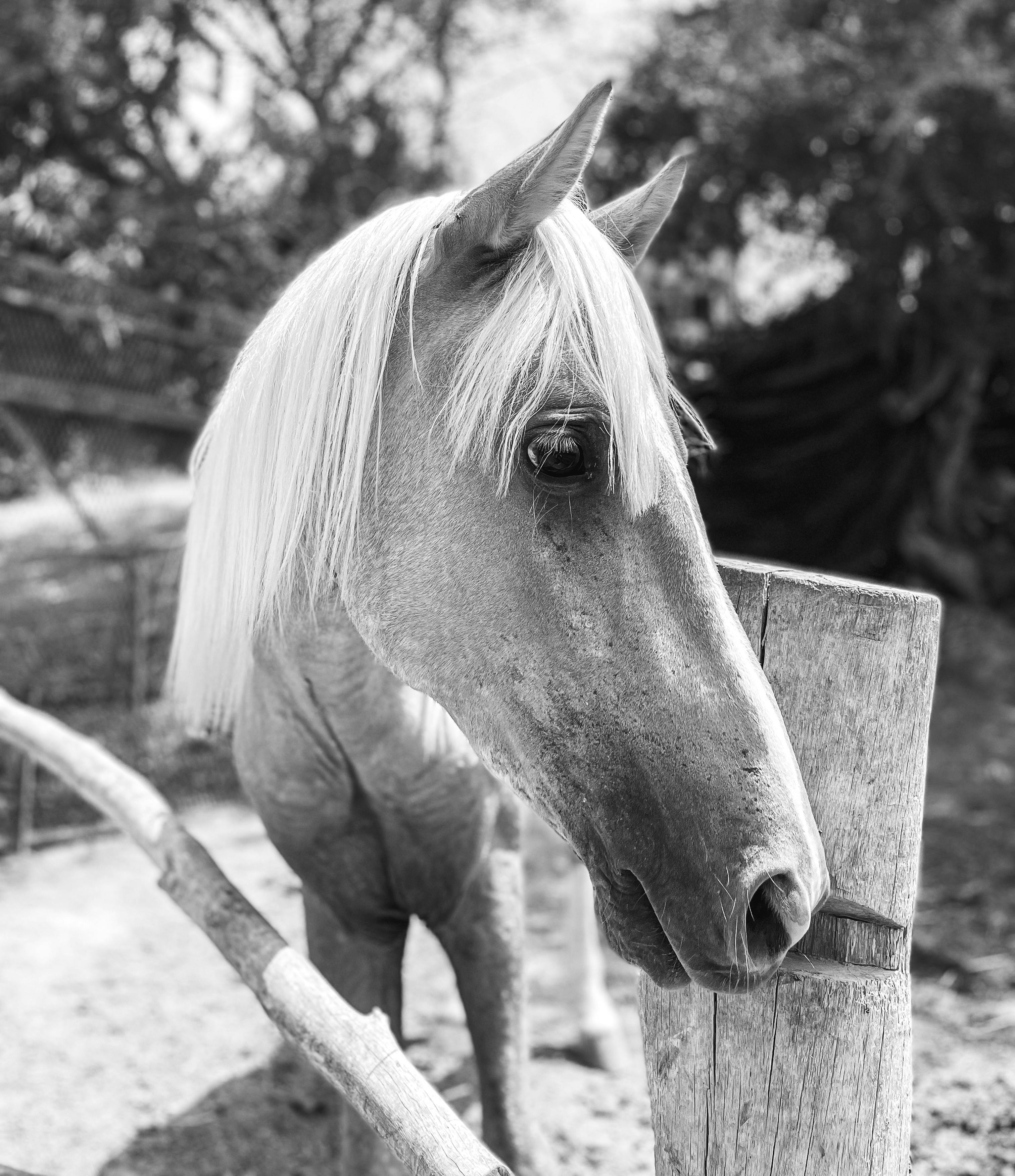 Elegant horse close-up in black and white, highlighting its beautiful mane and serene expression.