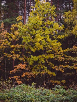 宁静的森林中，充满活力的秋叶展现了大自然丰富多彩的转变