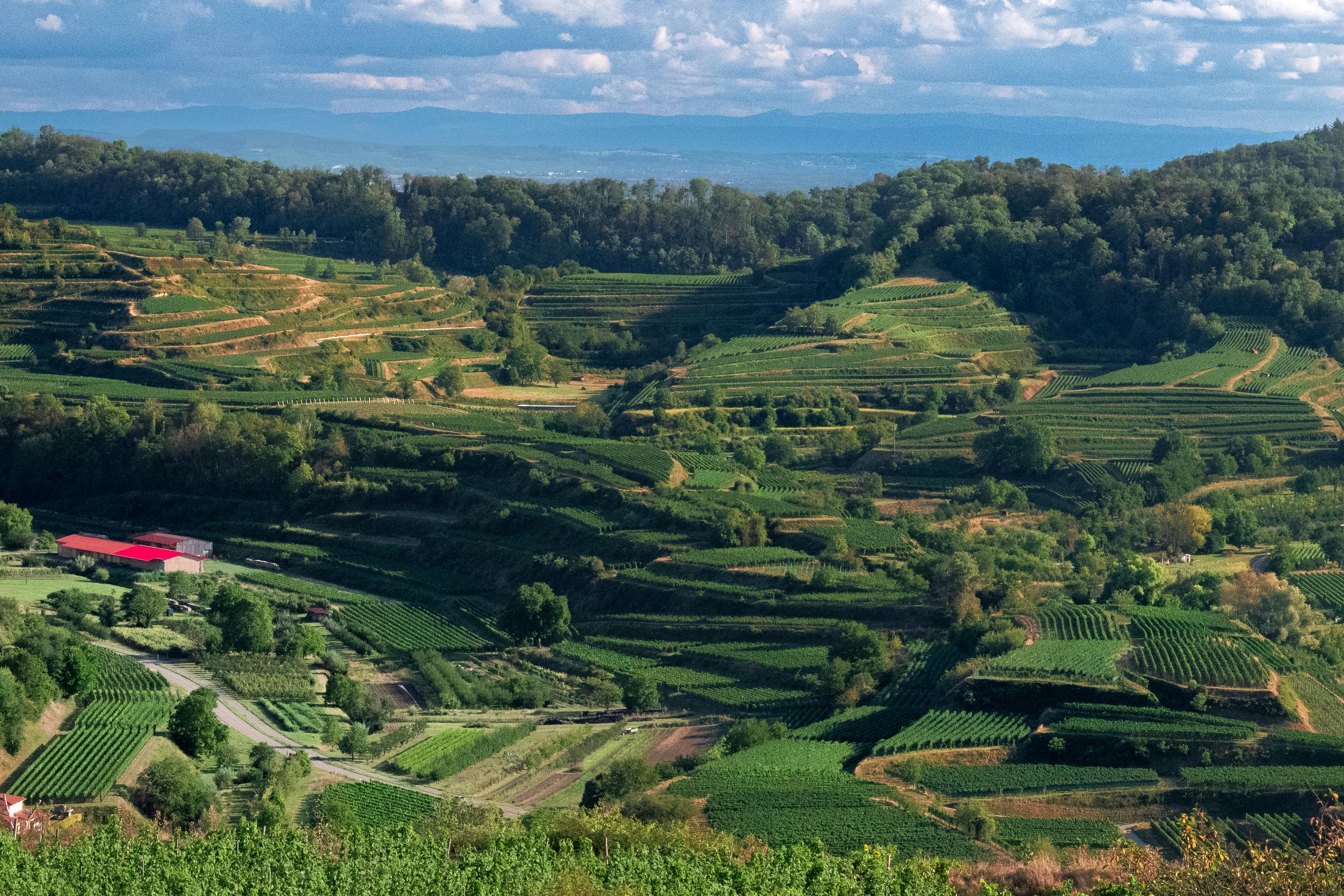 scenic view of terraced vineyards in lush landscape