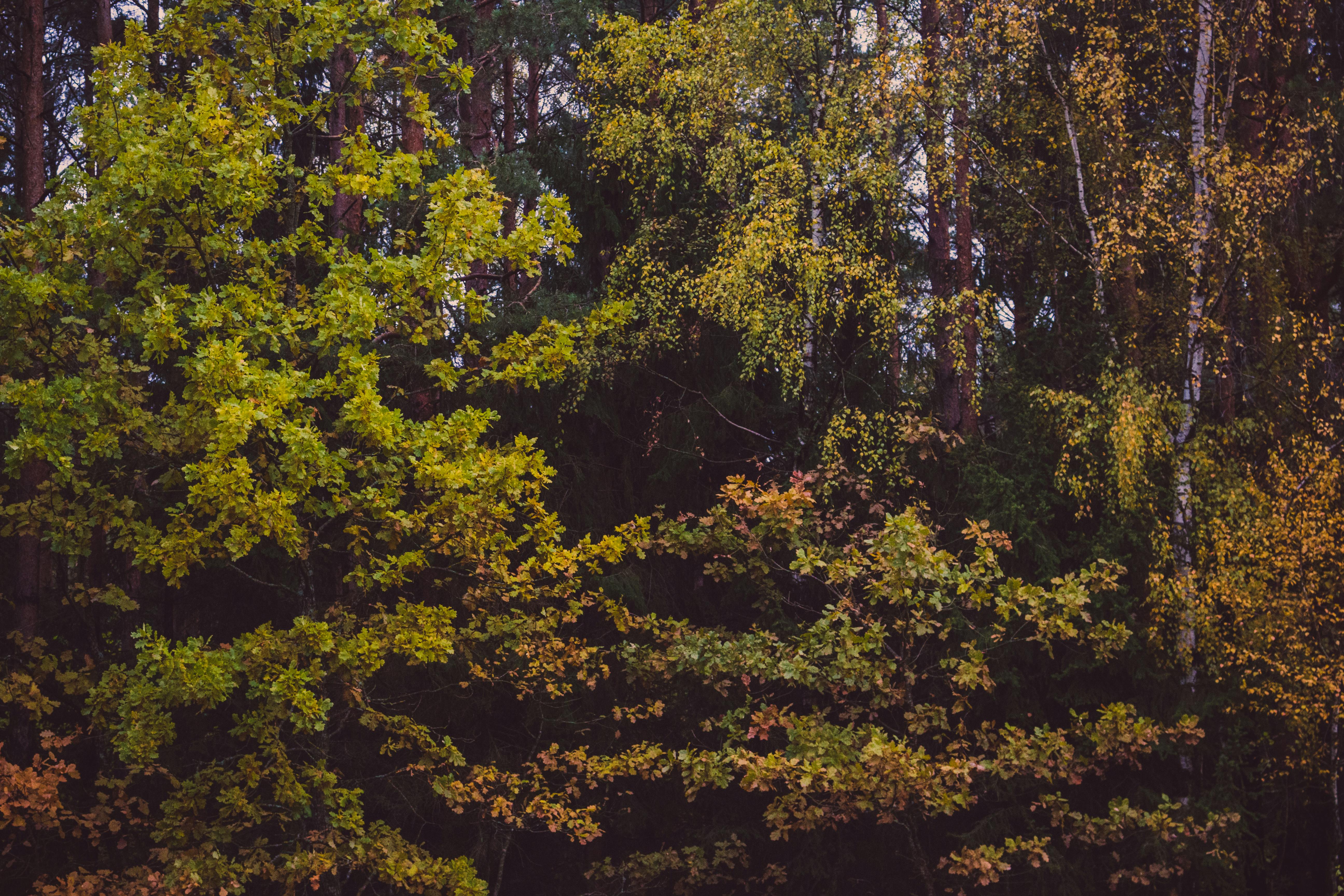 Forest Trees · Free Stock Photo