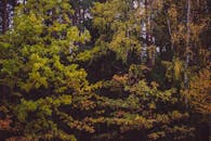 宁静的林地中，色彩缤纷的秋叶展现了大自然的季节转变