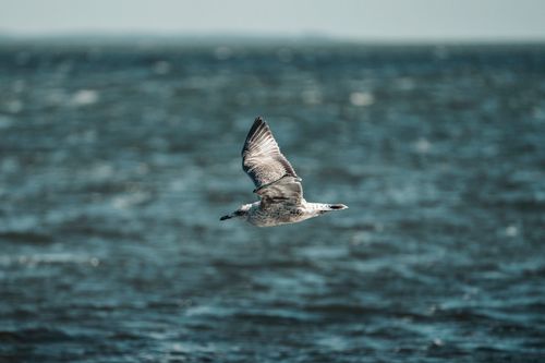 Free A seagull gracefully flies over the ocean, capturing a serene nature moment. Stock Photo