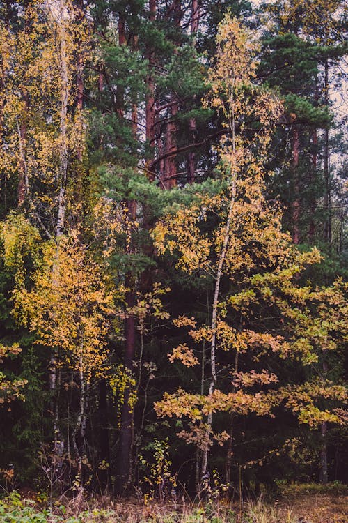 Landscape Photography of Green Tree