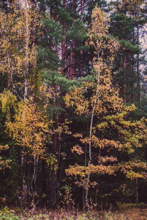 Free Captivating autumn forest scene with vibrant yellow and green foliage against tall trees. Stock Photo