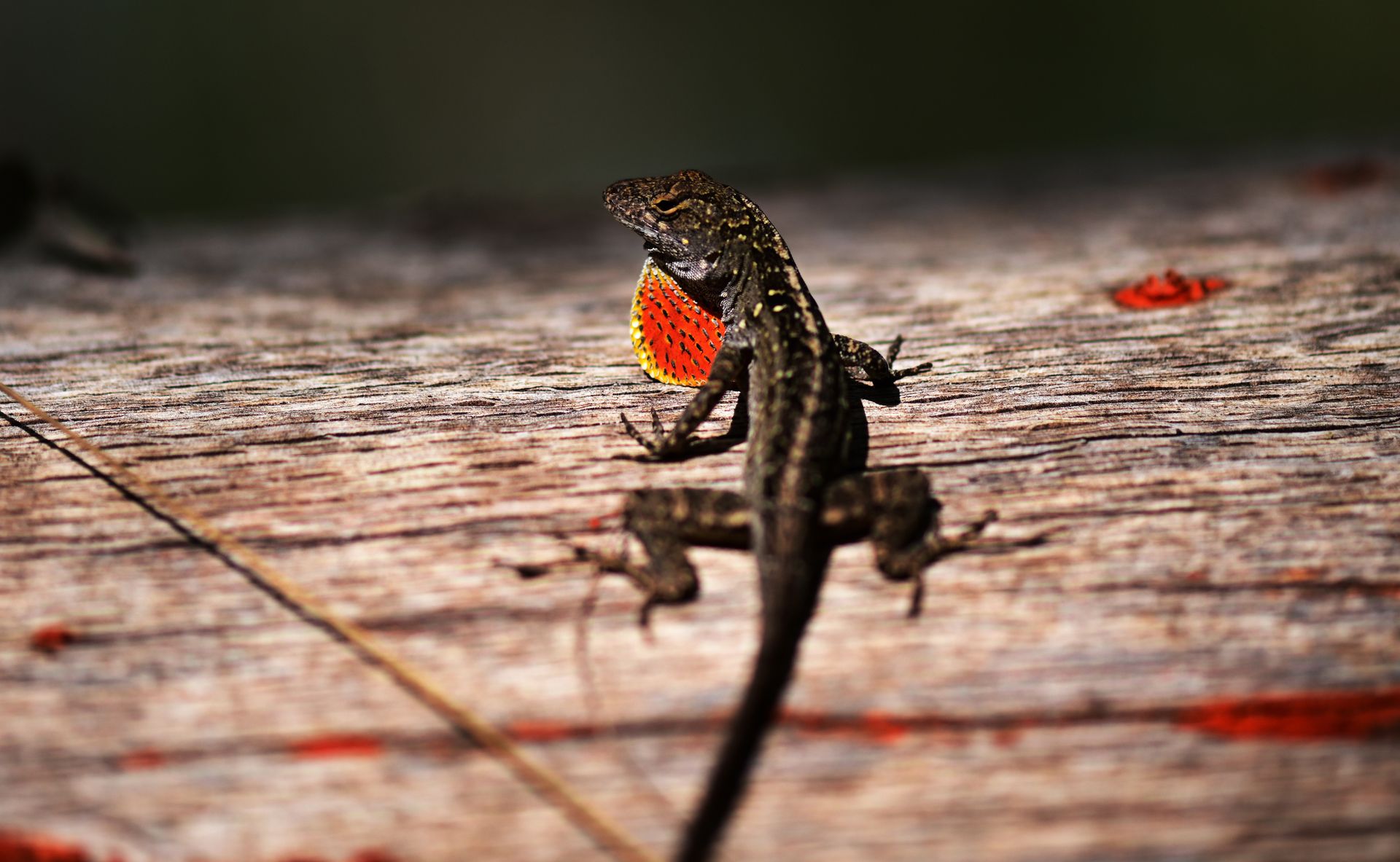 Brown anole lizard showing red dewlap on a wooden surface outdoors in Houston.