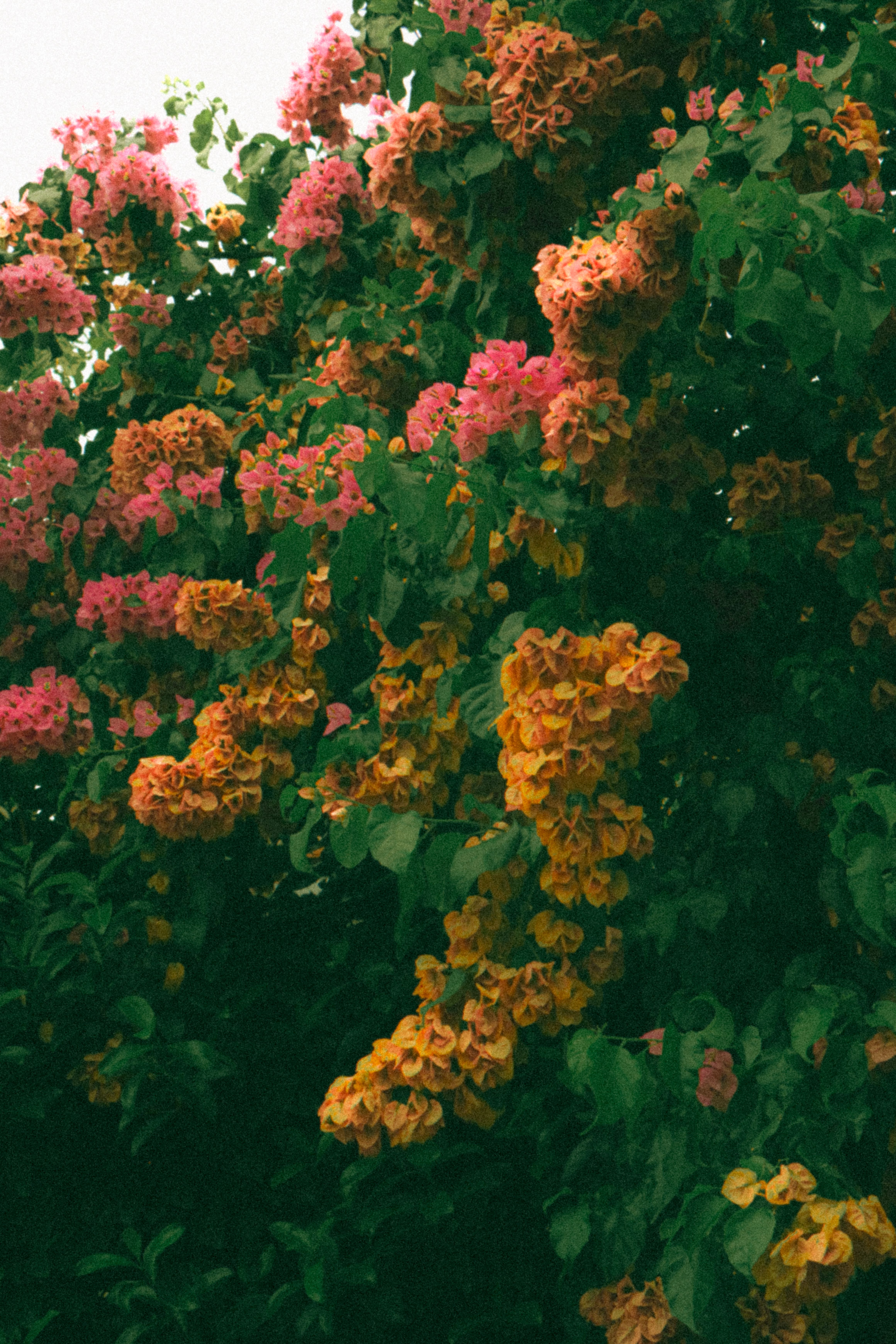 [ColoSach]-colorful-pink-and-orange-flowering-tree-blossoms-with-a-grainy-texture,-outdoors-in-nature.