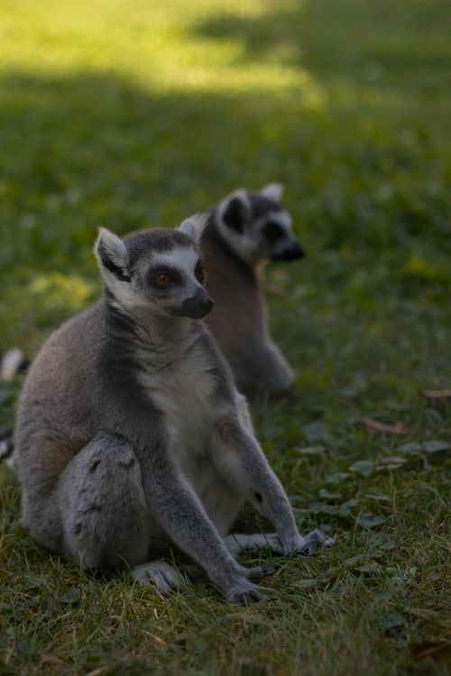 Free Two ring-tailed lemurs sit on grassy terrain in a serene outdoor setting. Stock Photo