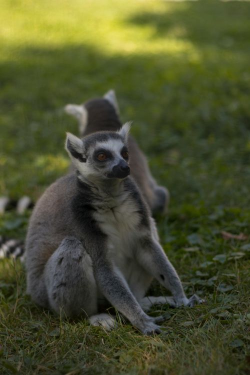 Free Two ring-tailed lemurs relaxing on the grass in a natural setting. Stock Photo