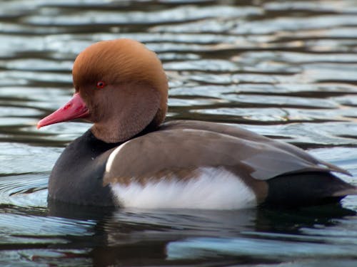 Free A red-crested pochard swims gracefully on calm water, showcasing its vibrant colors. Stock Photo