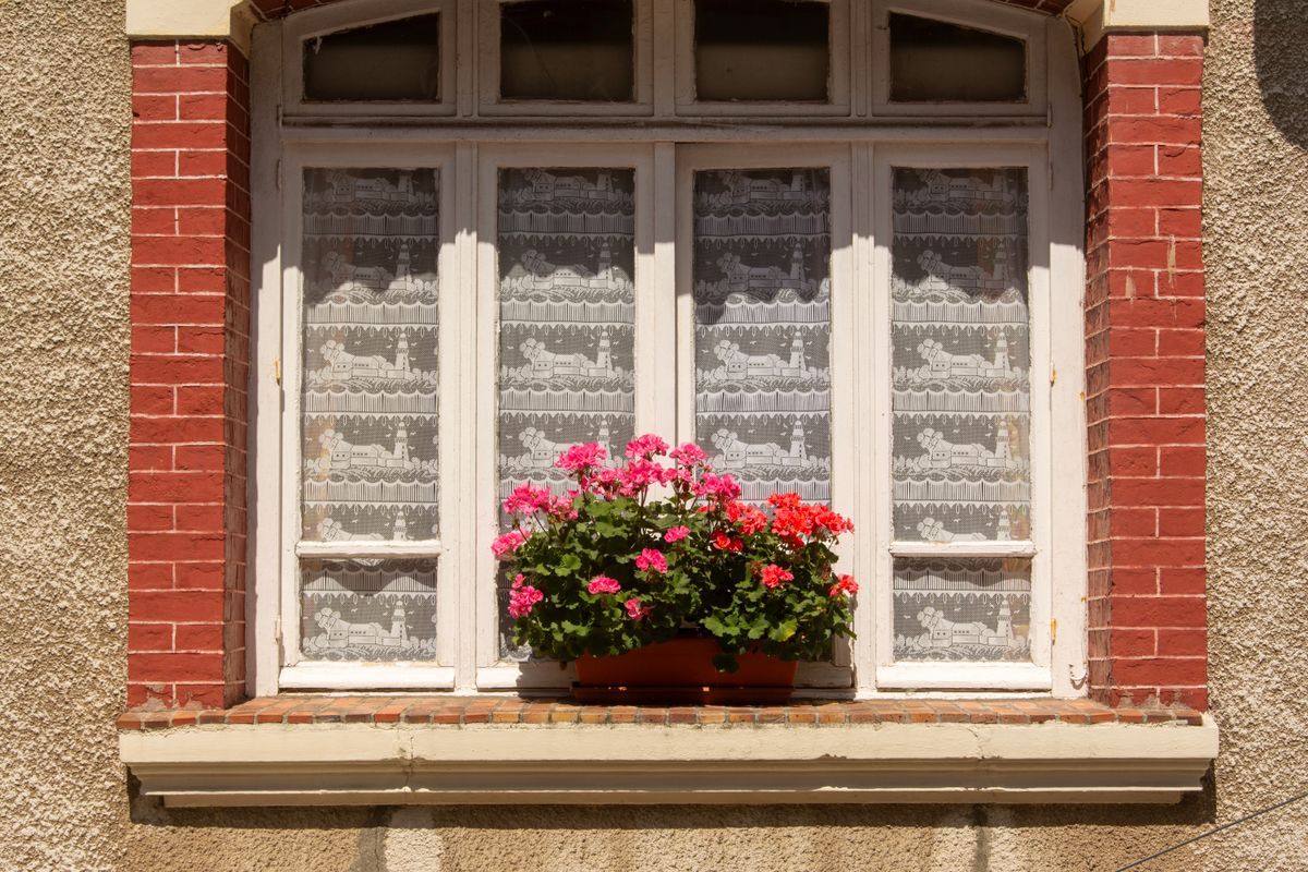Quand planter les géraniums ? Le bon moment - Entretenir les géraniums après la plantation pour une floraison durable