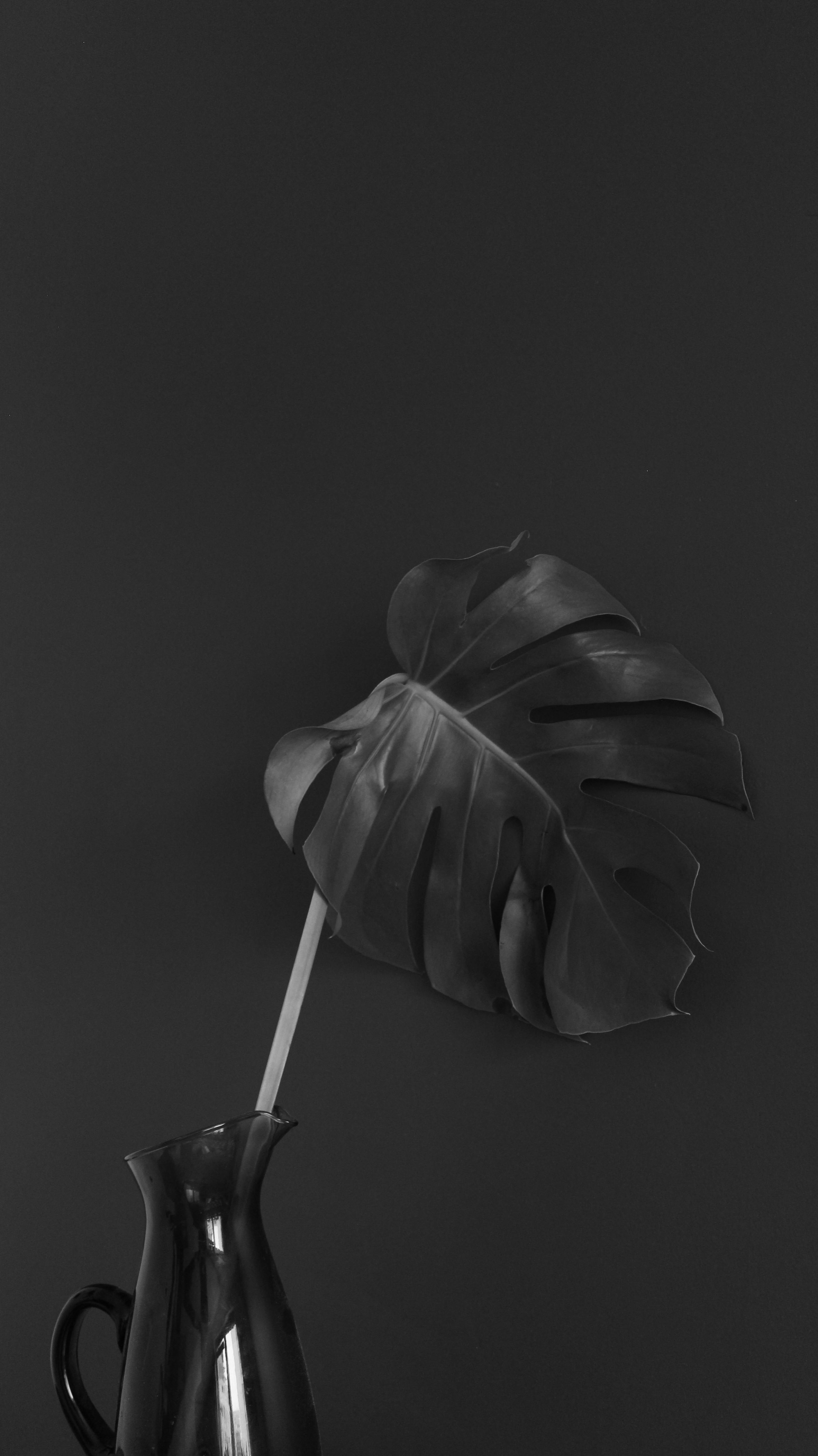 Free Artistic black and white photo of a Monstera leaf in a vase showcasing minimalist design. Stock Photo