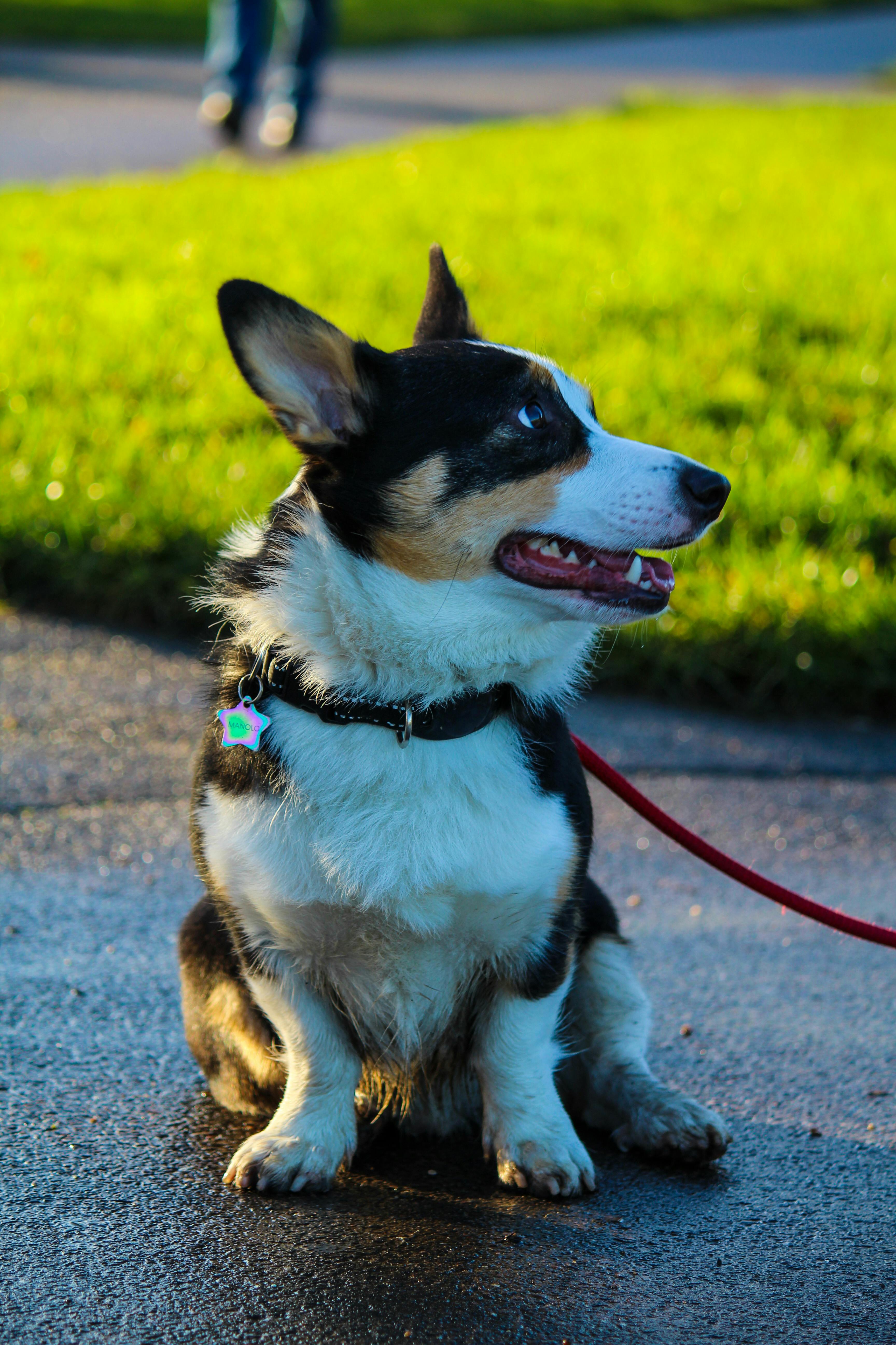 adorable pembroke welsh corgi in park setting
