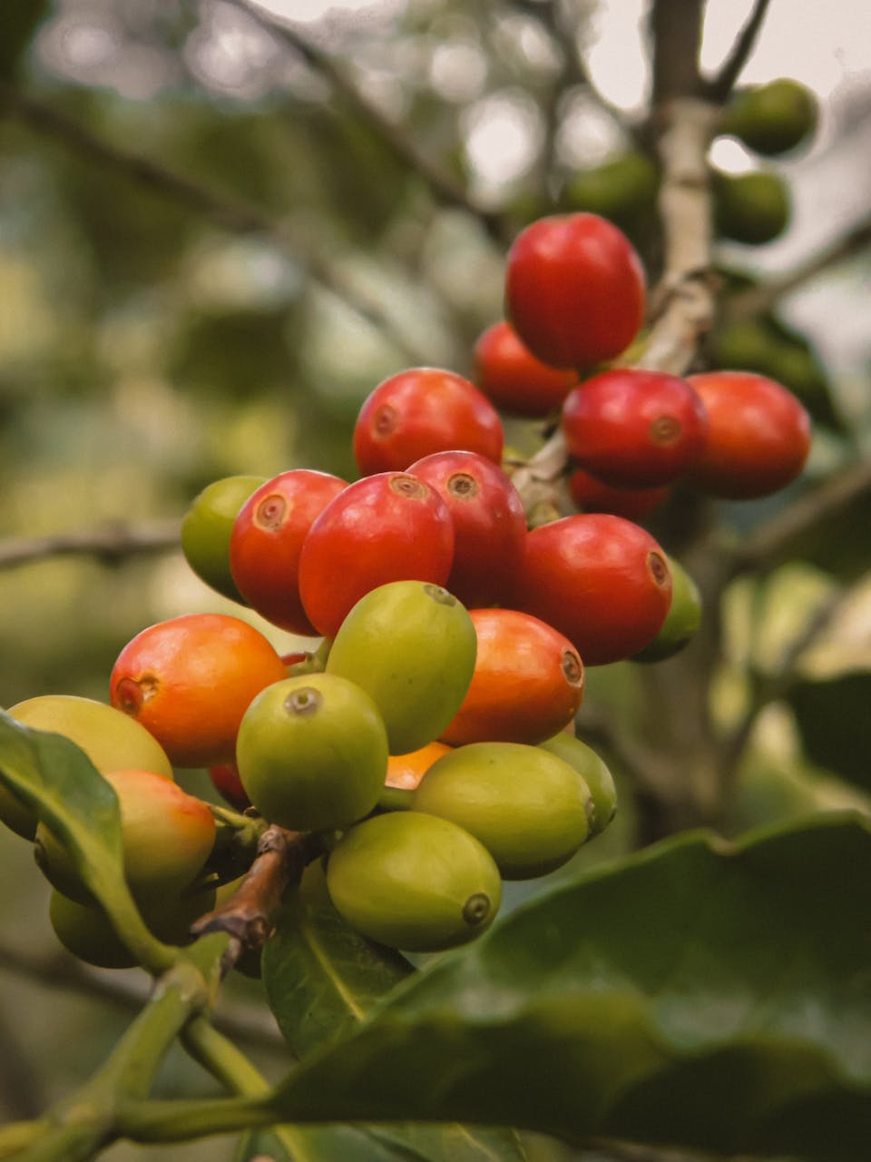 Ripe coffee cherries on branch in soft daylight