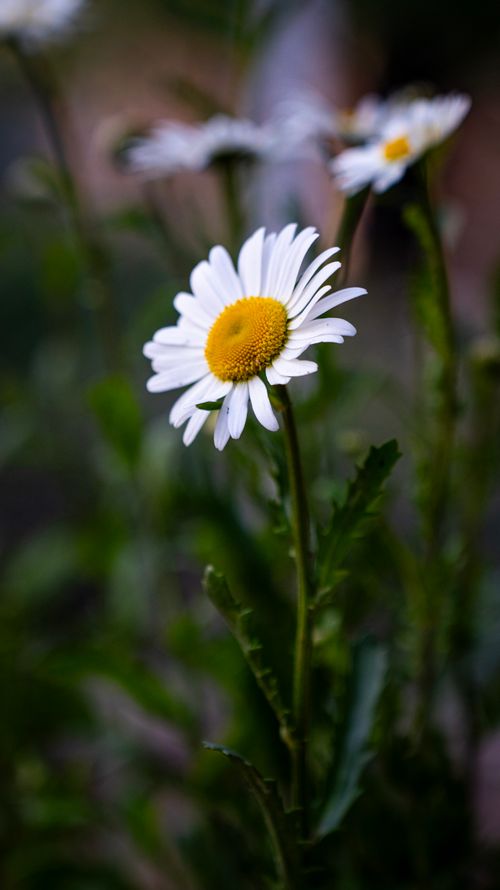 Free Stunning close-up of a white daisy with a vibrant yellow center against a blurred background. Stock Photo