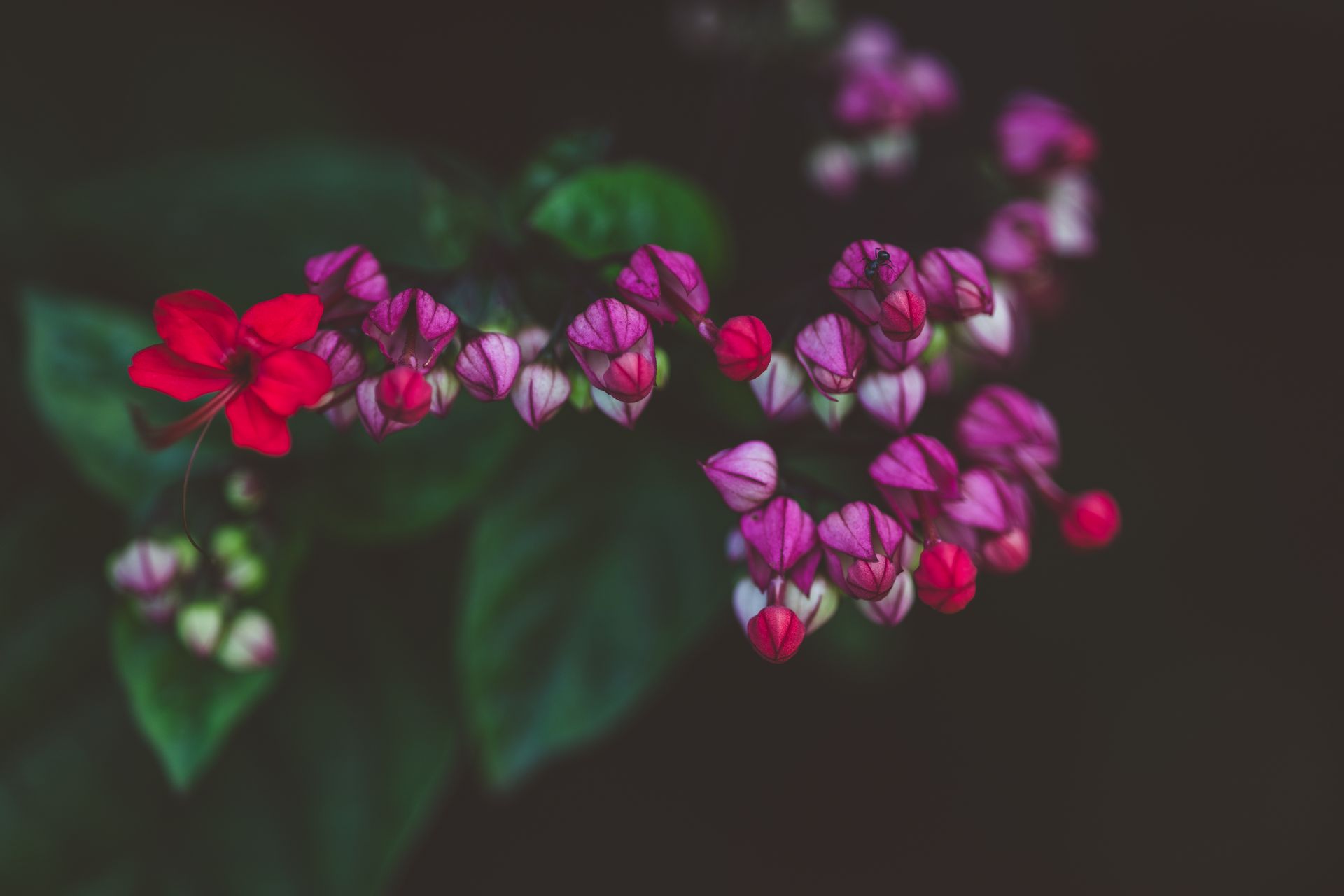 Close-up of vivid purple and red Clerodendrum flowers with green leaves.