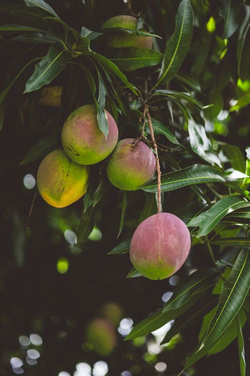 Free Close-up of colorful ripe mangoes hanging from a leafy tree branch in a lush tropical environment. Stock Photo
