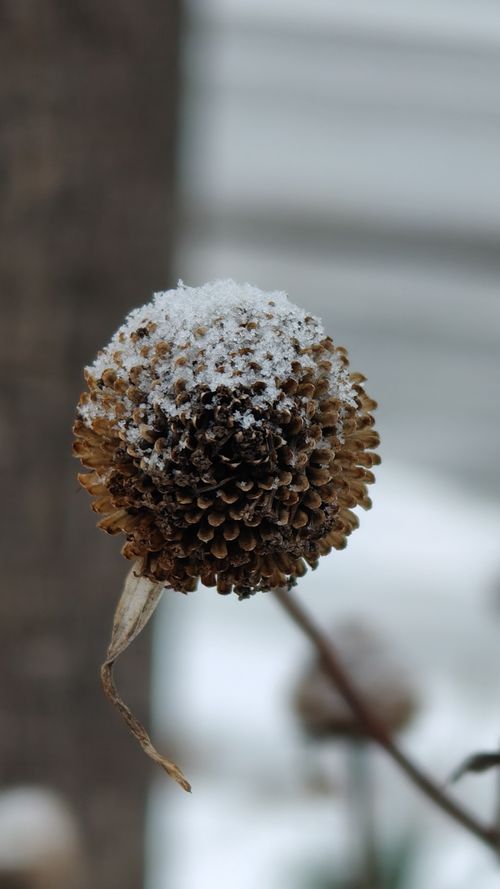 Free Macro shot of a dried flower head dusted with snow, symbolizing winter's beauty. Stock Photo