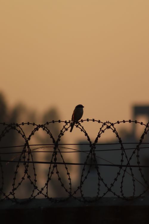 Free A bird sits on barbed wire during a serene sunset in Lahore, Pakistan. Stock Photo
