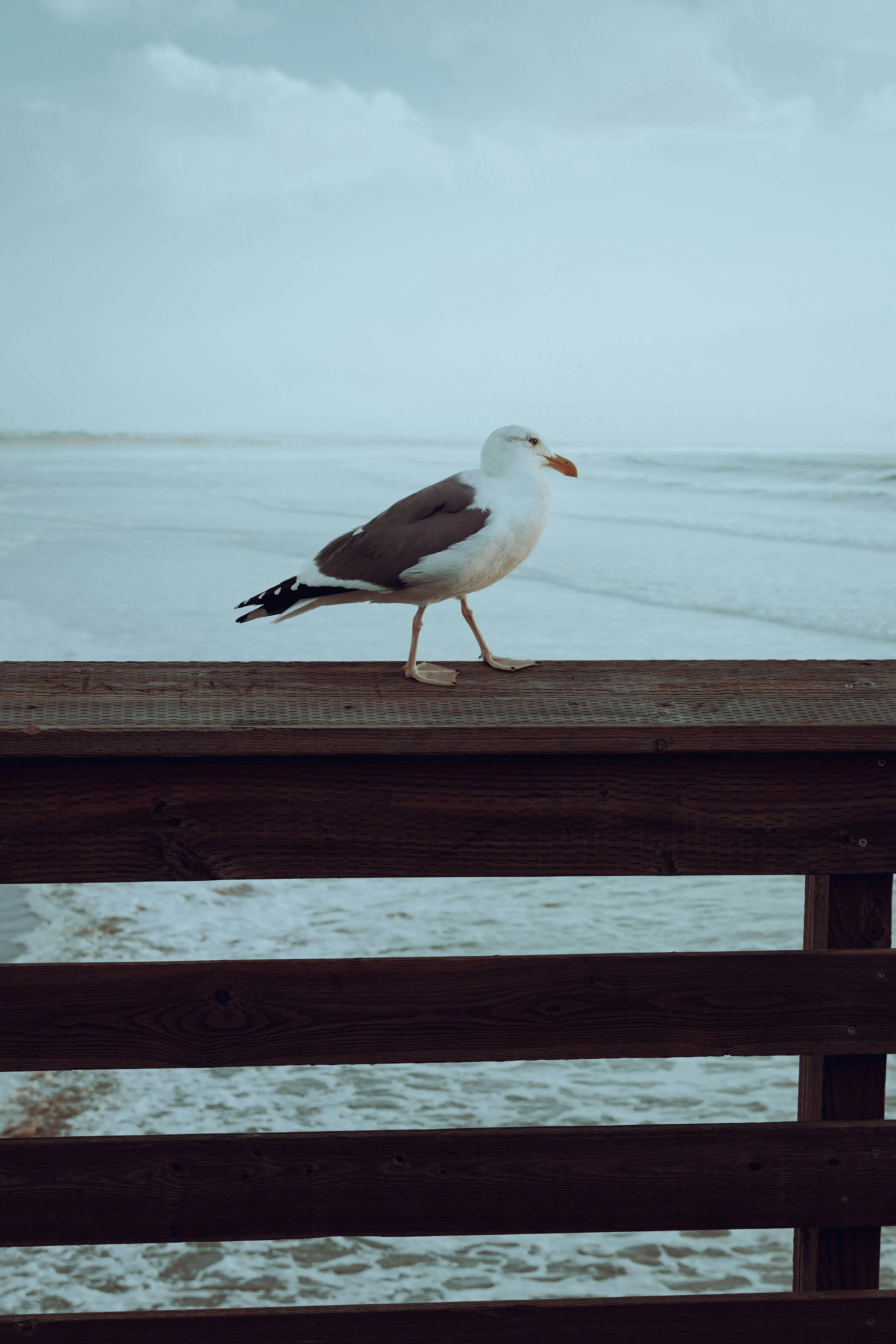 Seagull perched on a wooden rail at Pismo Beach Pier with ocean view.