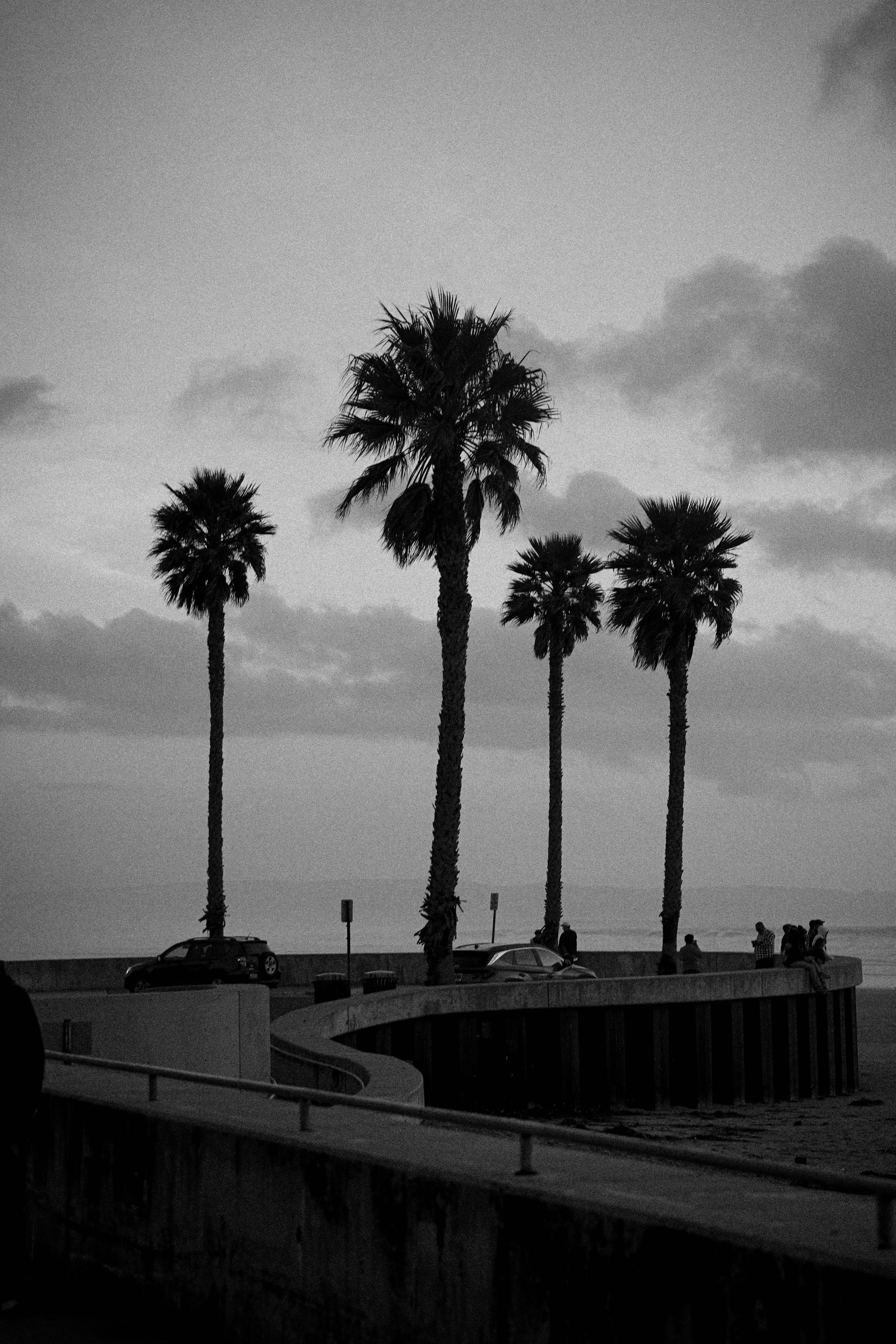 Black and white photo of palm trees near a pier at Pismo Beach, California.