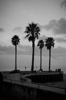Black and white photo of palm trees near a pier at Pismo Beach, California.