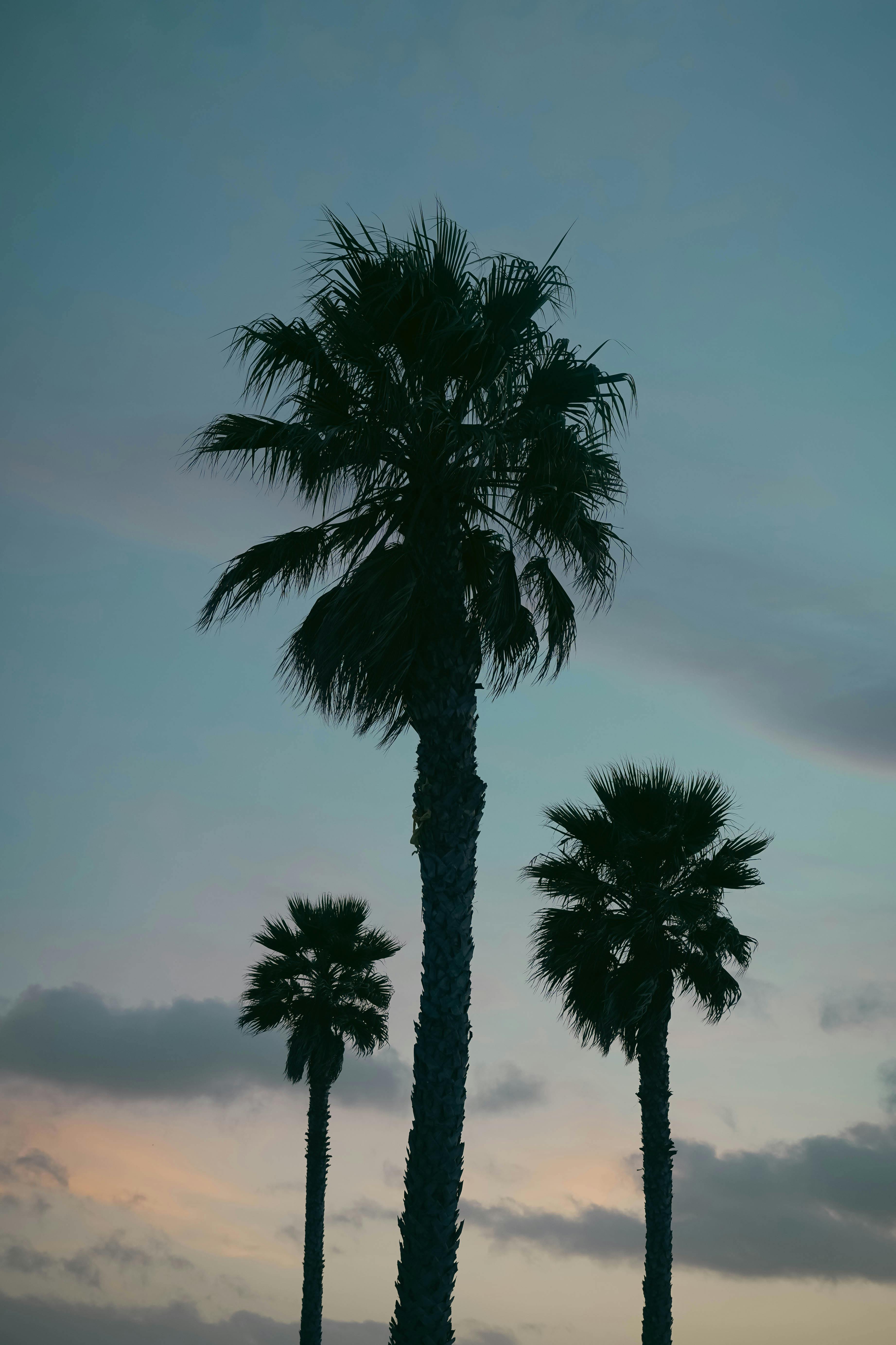 Gratis Silhouette di palme contro il cielo al crepuscolo a Pismo Beach, California. Foto a disposizione