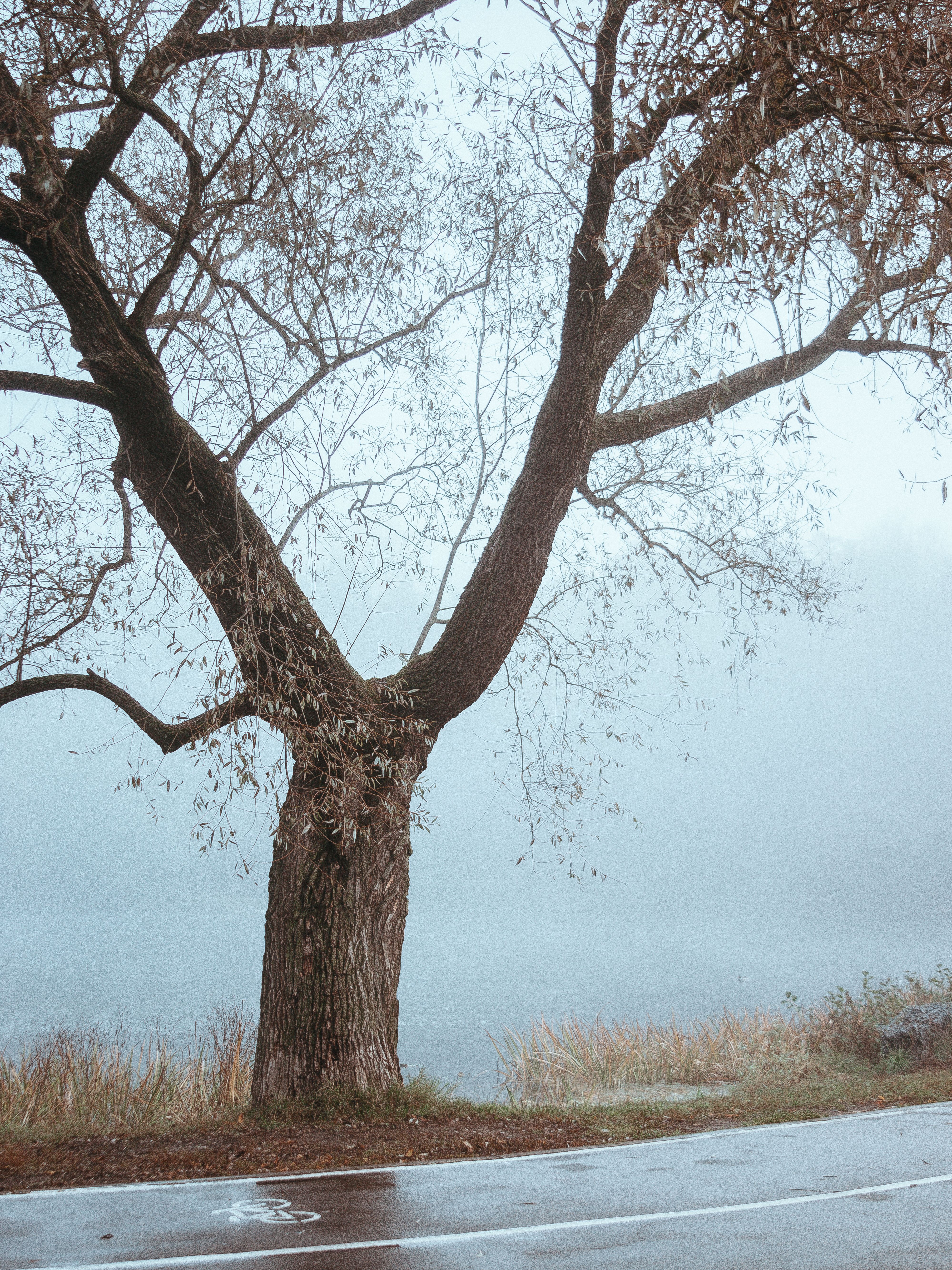Serene Misty Landscape with Bare Tree · Free Stock Photo