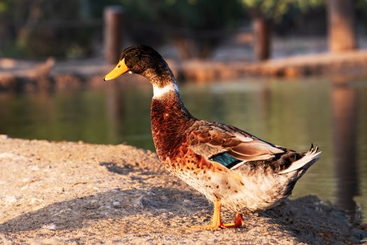 A beautiful mallard duck stands by a tranquil pond during the golden hour, showcasing its vibrant plumage.
