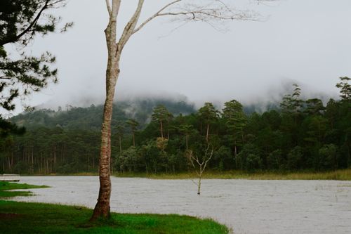 Free A serene view of a foggy lake surrounded by a dense pine forest, capturing the calm of nature. Stock Photo