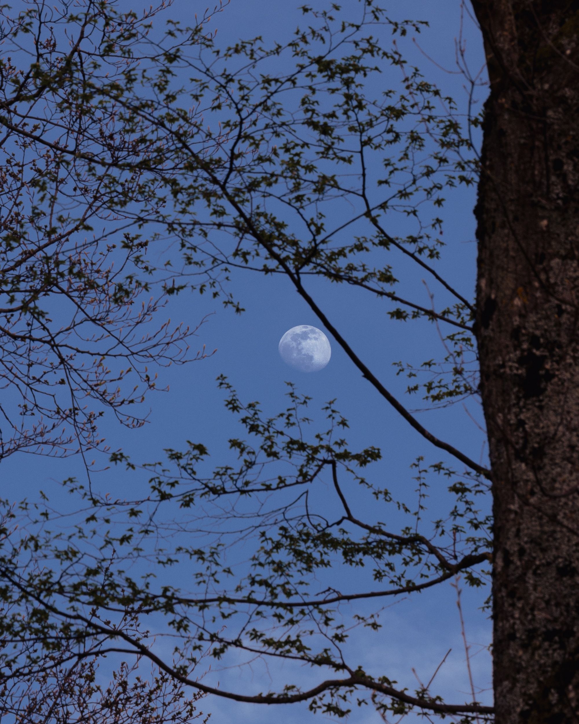 The moon visible through branches with budding leaves, depicting a serene spring night.